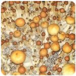 Псилоцибиновые (галлюциногенные)  грибы Psilocybin "Golden Teacher" в Губкине
